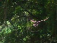 owl-cropped-1280x8531