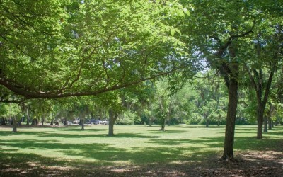 Outdoor - Front Lawn