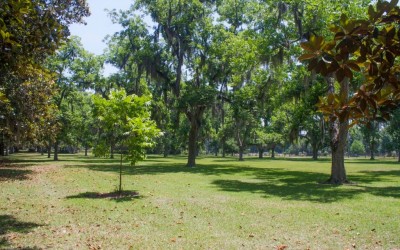 Outdoor - Front Lawn