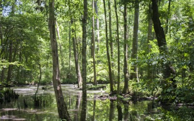 Outdoor - Creek Area