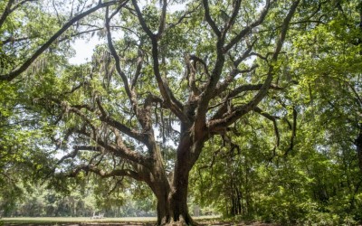 Outdoor - Chapel Oak